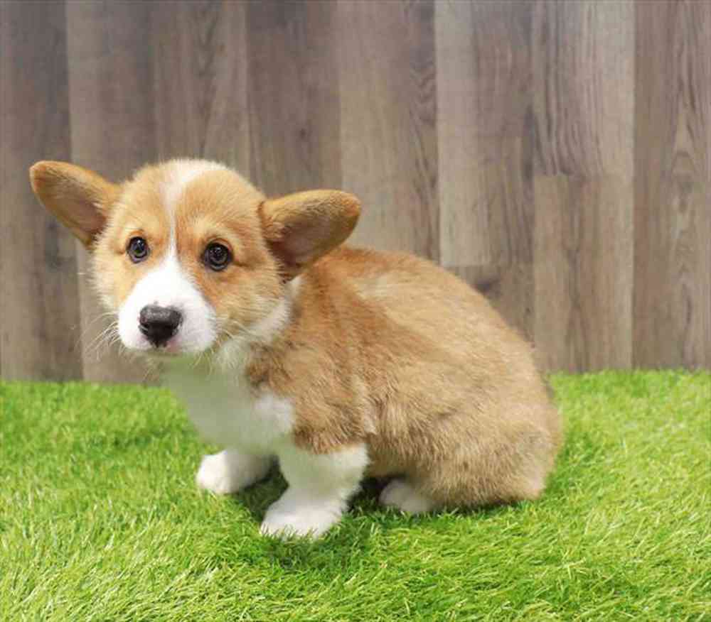 pet-img