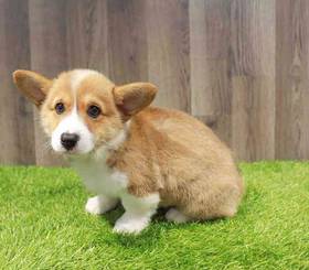 Pembroke Welsh Corgi