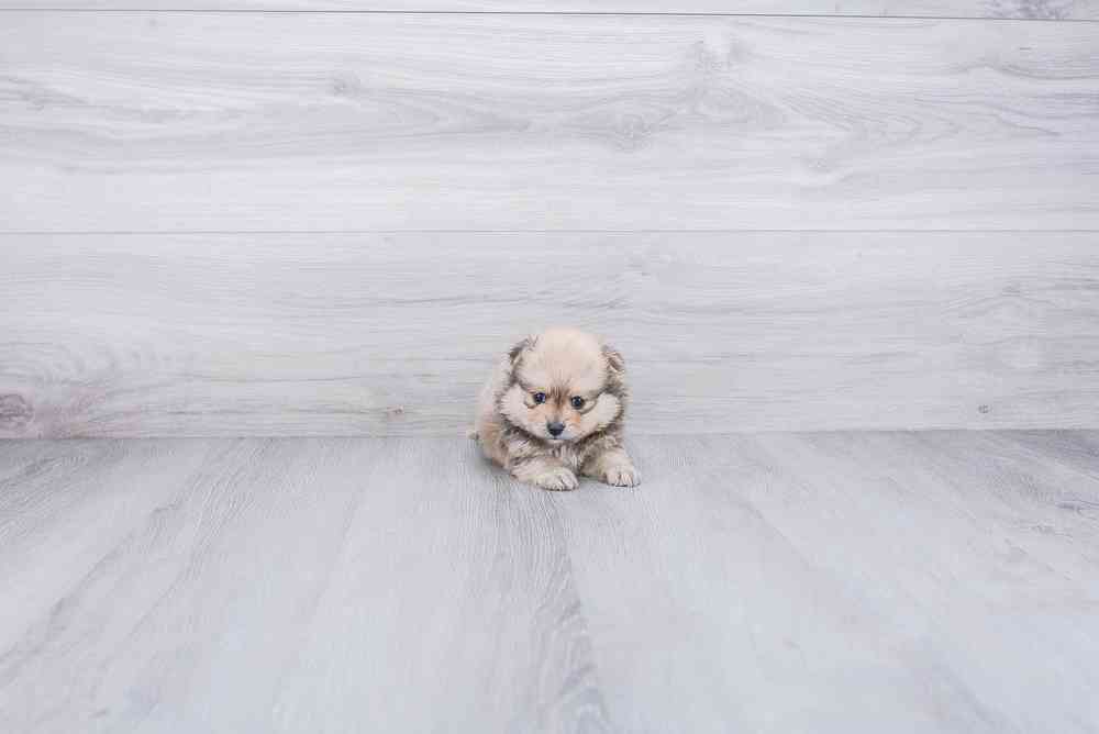 Male, Pomeranian, PV Pets