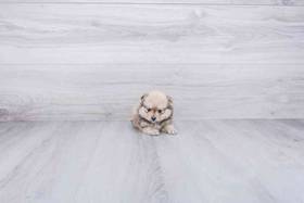 Pomeranian