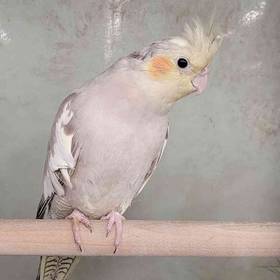 Cockatiel