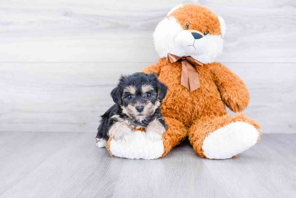Male, Morkie, PV Pets
