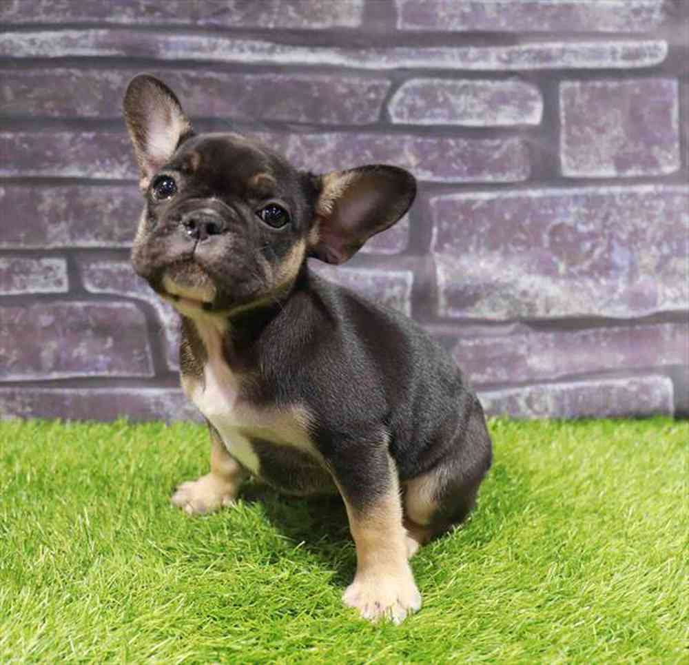pet breed image