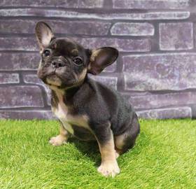 French Bulldog