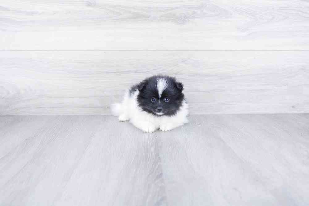 Female, Pomeranian, PV Pets
