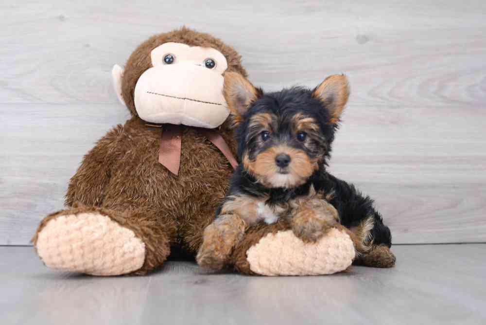 Male, Yorkie, PV Pets