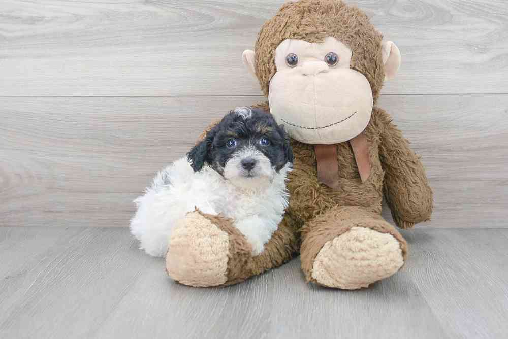 Male, Bichon-Poodle, PV Pets