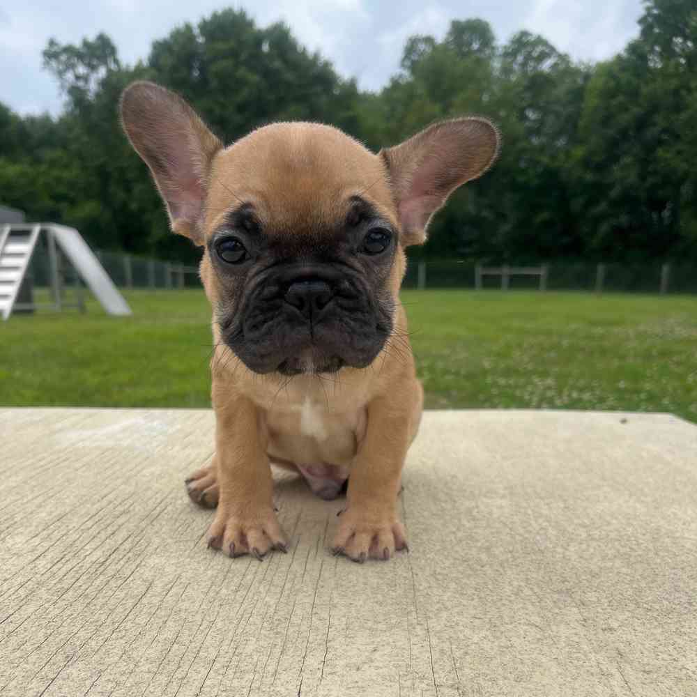 Male, French Bulldog, PV Pets