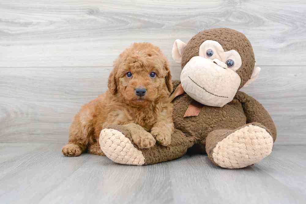 Male, Mini Goldendoodle, PV Pets
