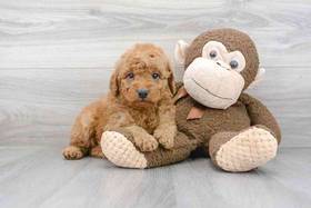 Mini Goldendoodle