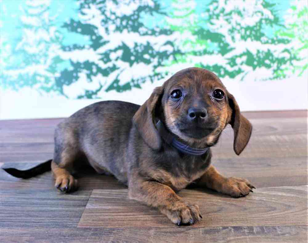Male, Dachshund, PV Pets