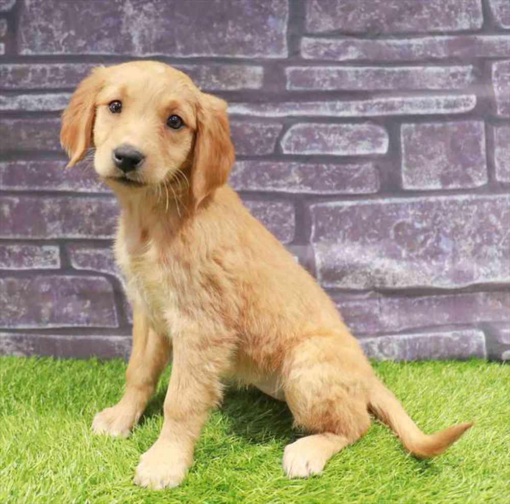 pet breed image