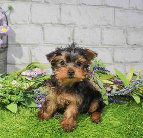Yorkie