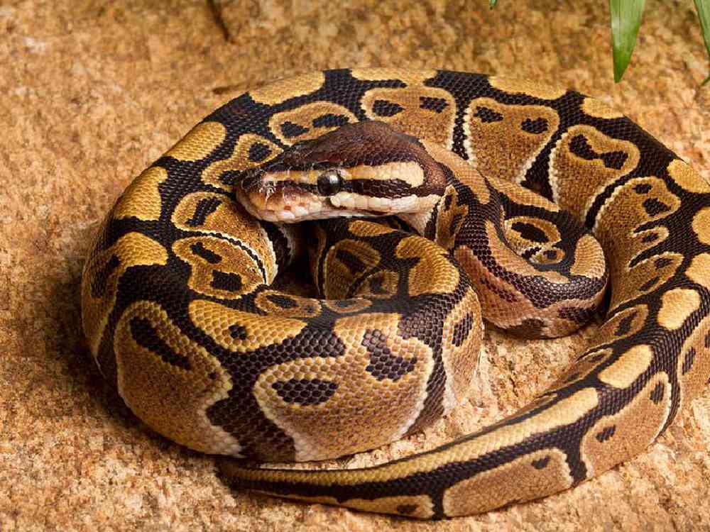 Ball Python