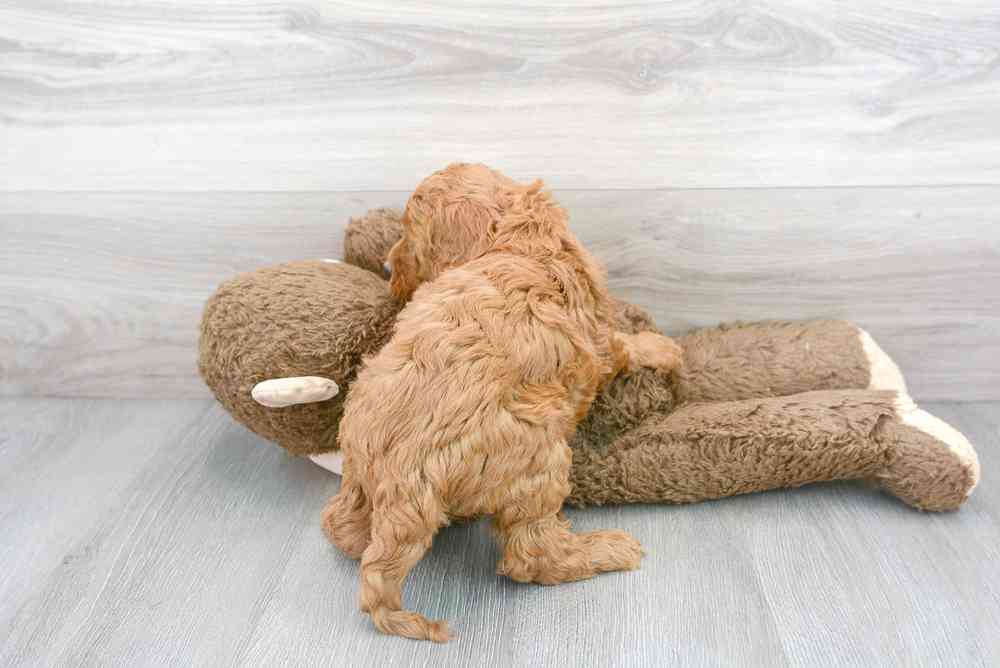 Male, Cockapoo, PV Pets