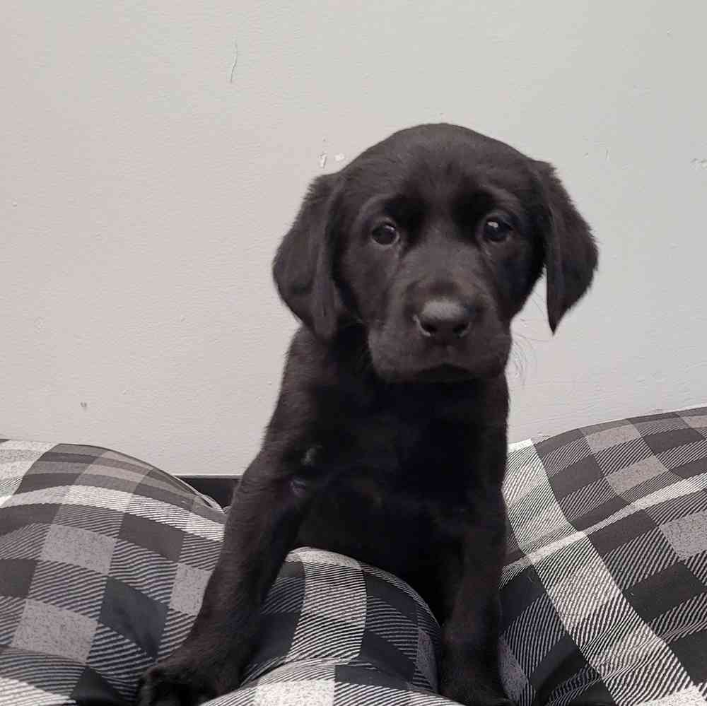 Female, Labrador Retriever, PV Pets