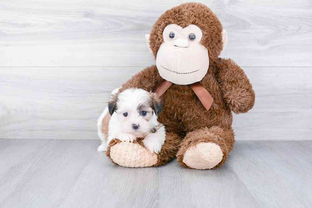 Female, Teddy Bear, PV Pets