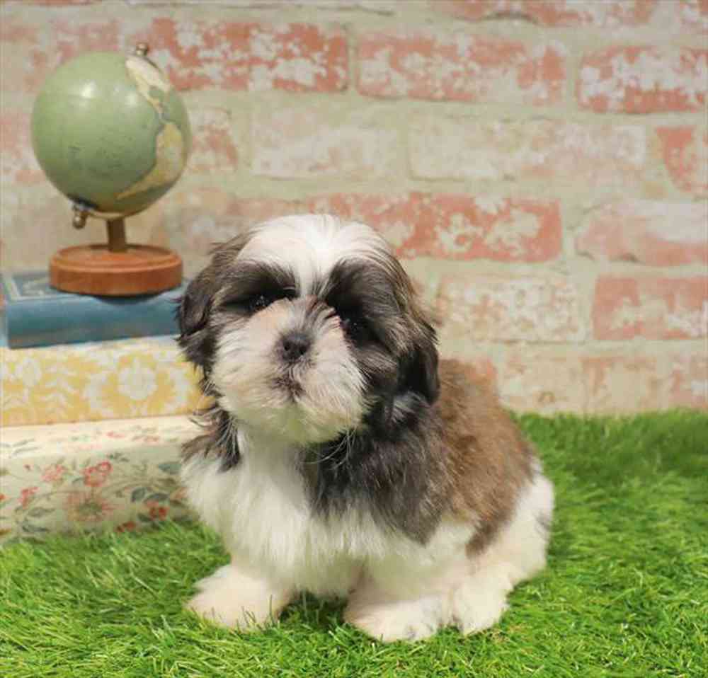pet-img
