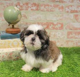 Shih Tzu
