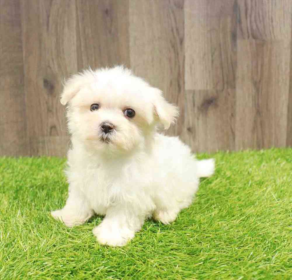 pet-img