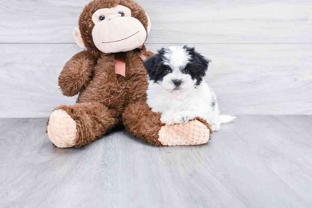 Male, Teddy Bear, PV Pets