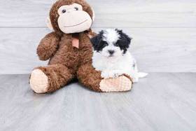 Teddy Bear