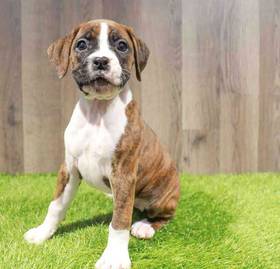 Boxer