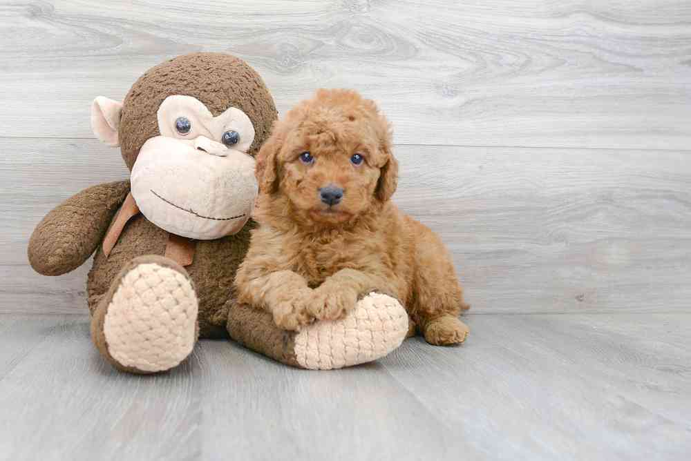 Male, Mini Goldendoodle, PV Pets