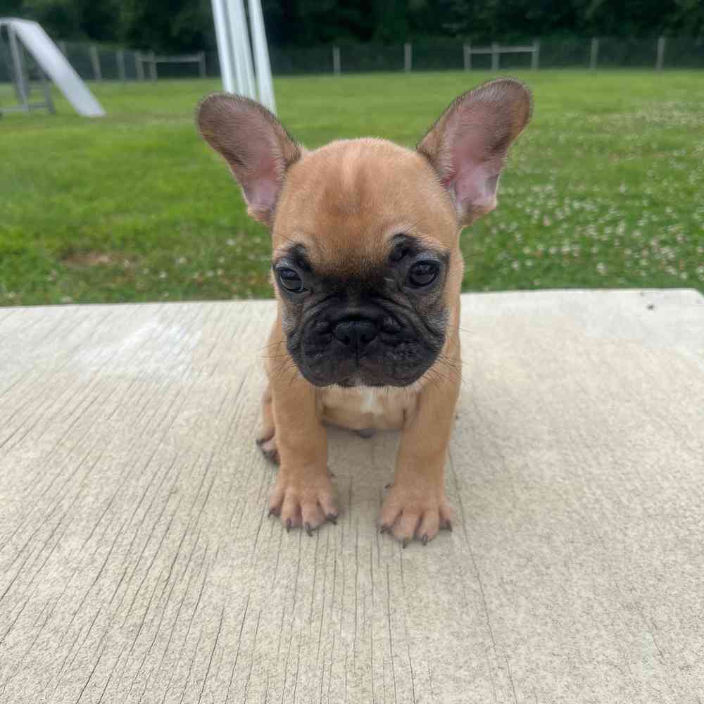 Male, French Bulldog, PV Pets