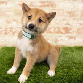 Shiba Inu
