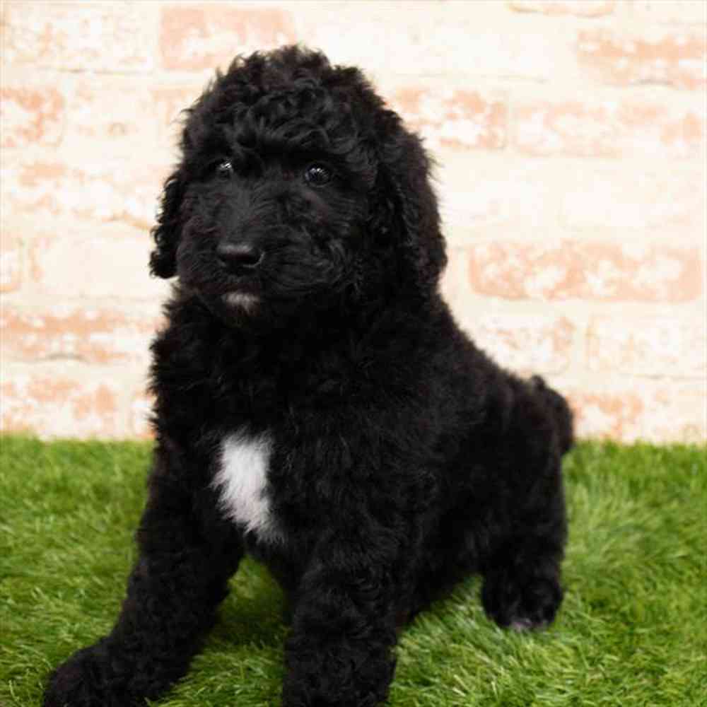 Male, Goldendoodle, PV Pets