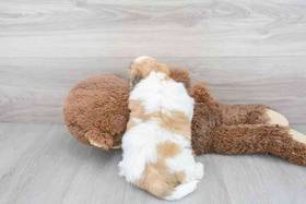 Teddy Bear
