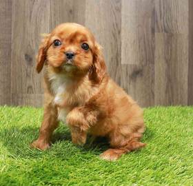 Cavalier King Charles Spaniel