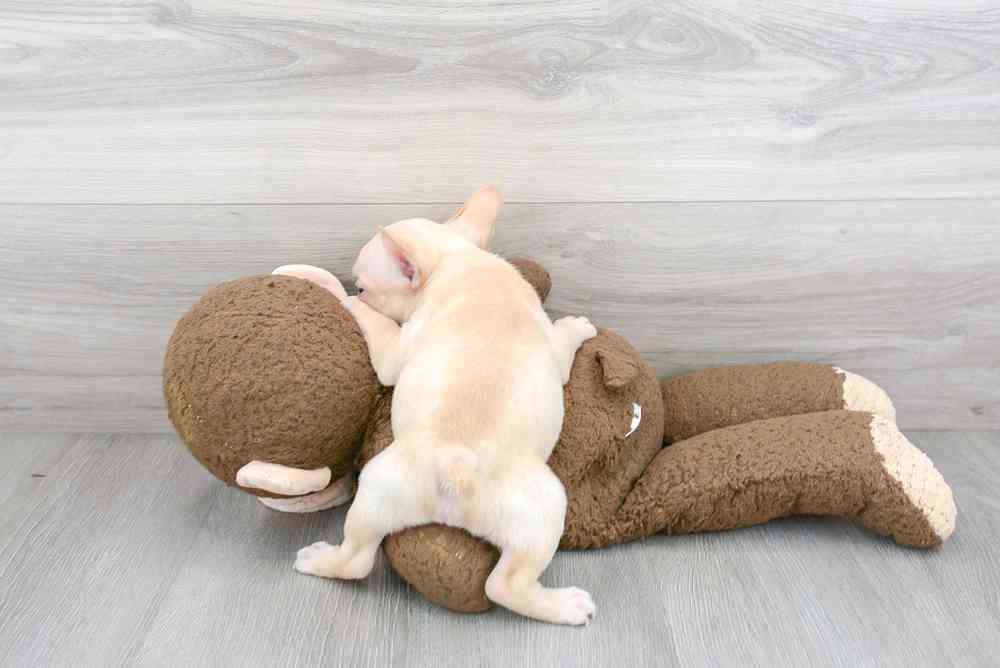 Male, French Bulldog, PV Pets