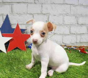 Chihuahua