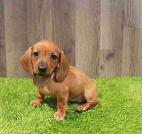 Dachshund