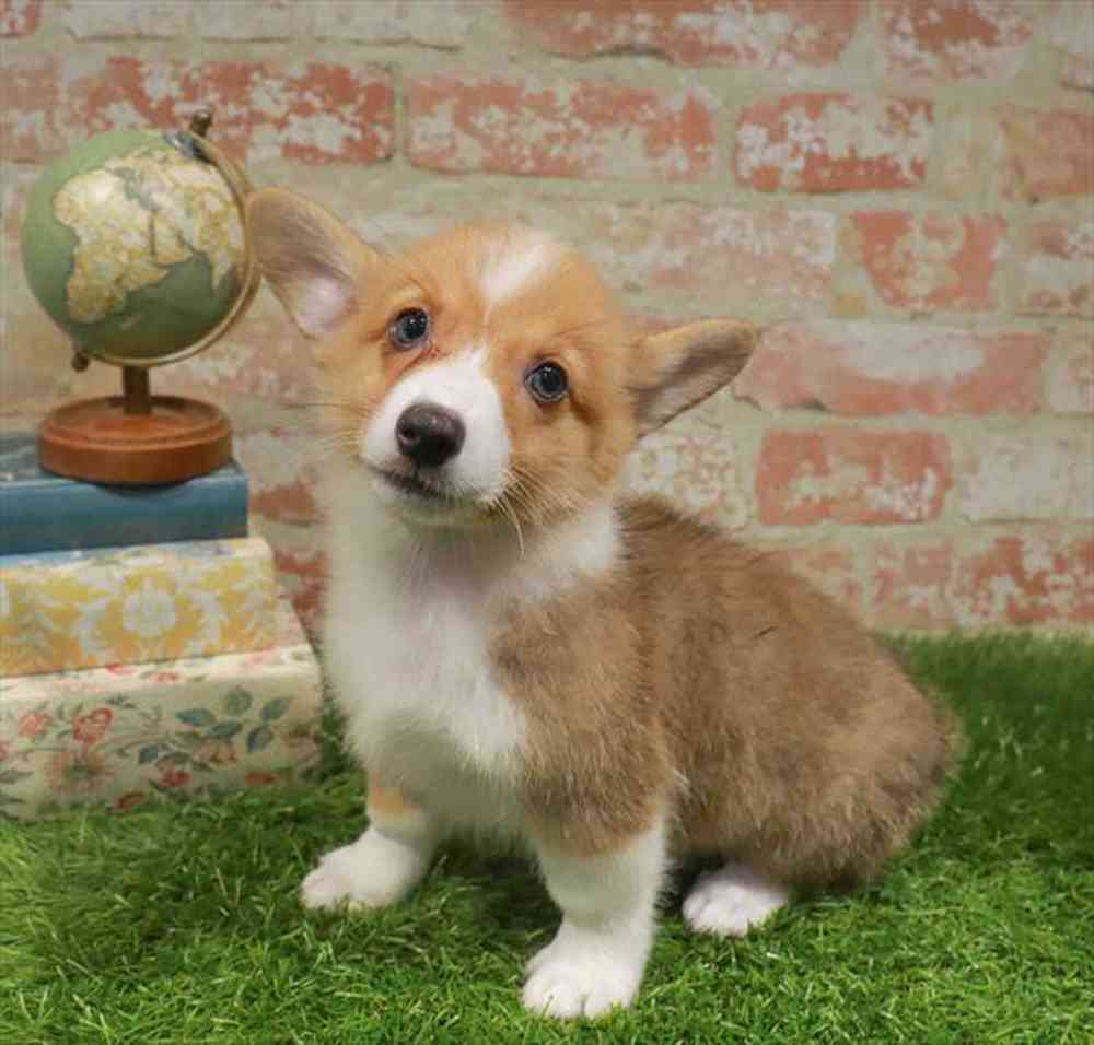 pet-img