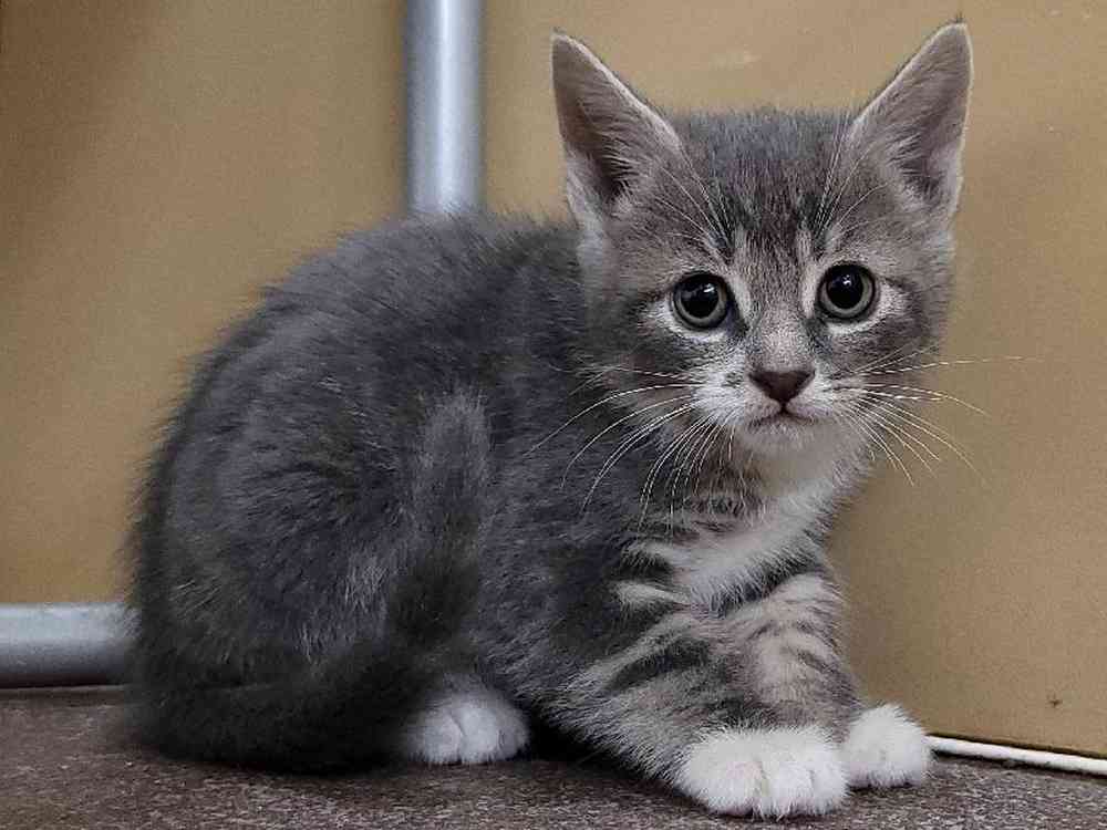 Kitten