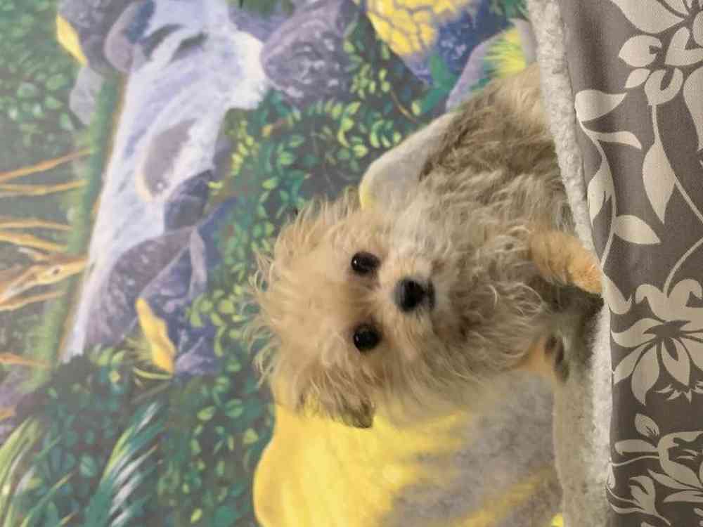 Male, Pomanese, PV Pets