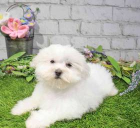 Maltese