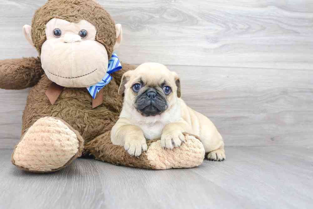 Female, Pug, PV Pets