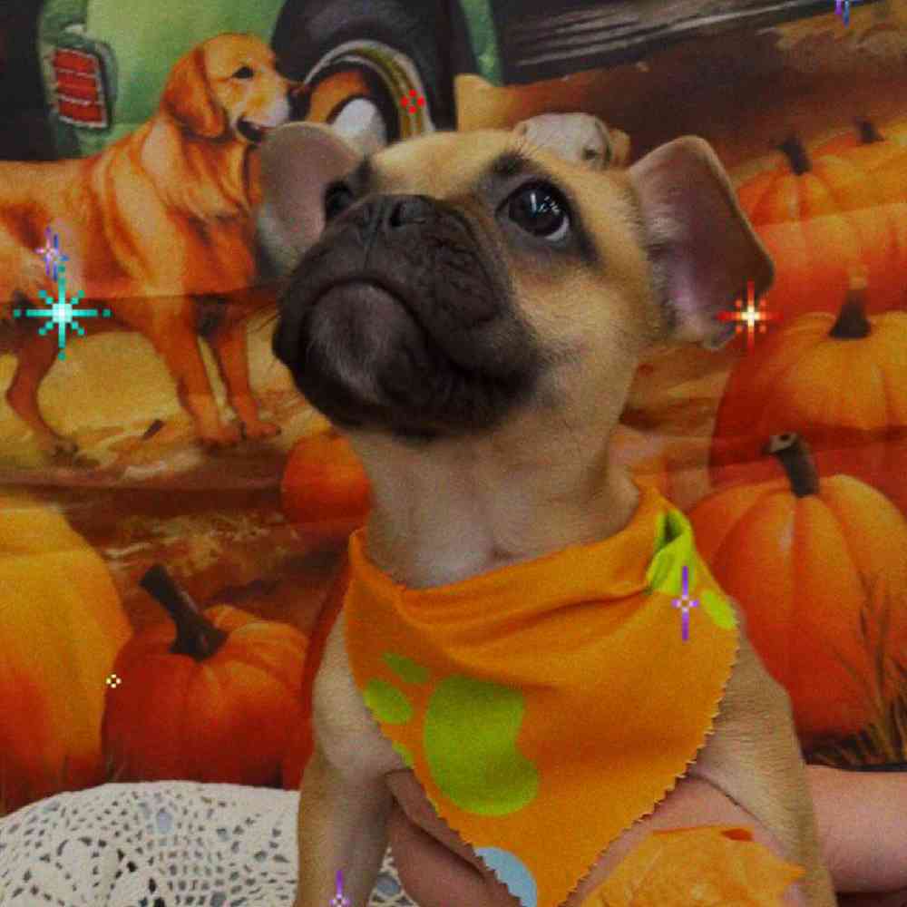 Male French Bulldog Puppy for Sale in Pennsville, NJ