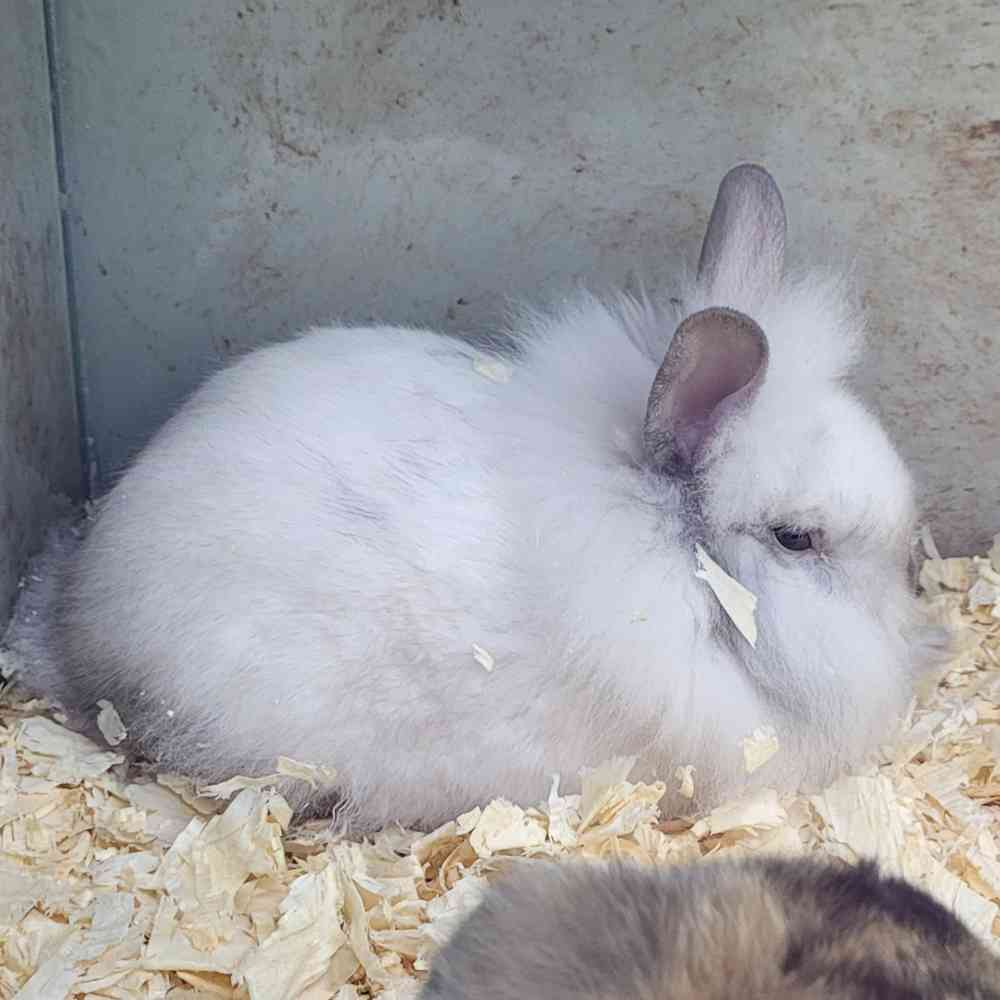 Lionhead Rabbit