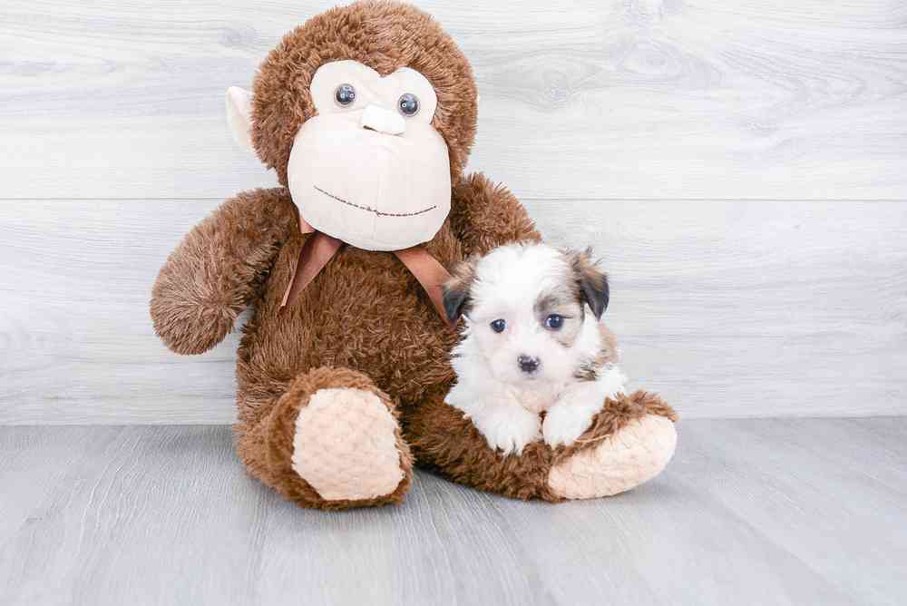 Female, Teddy Bear, PV Pets