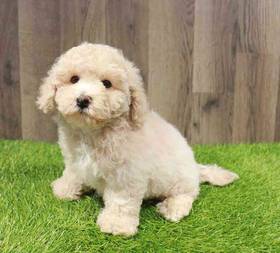 Bichapoo
