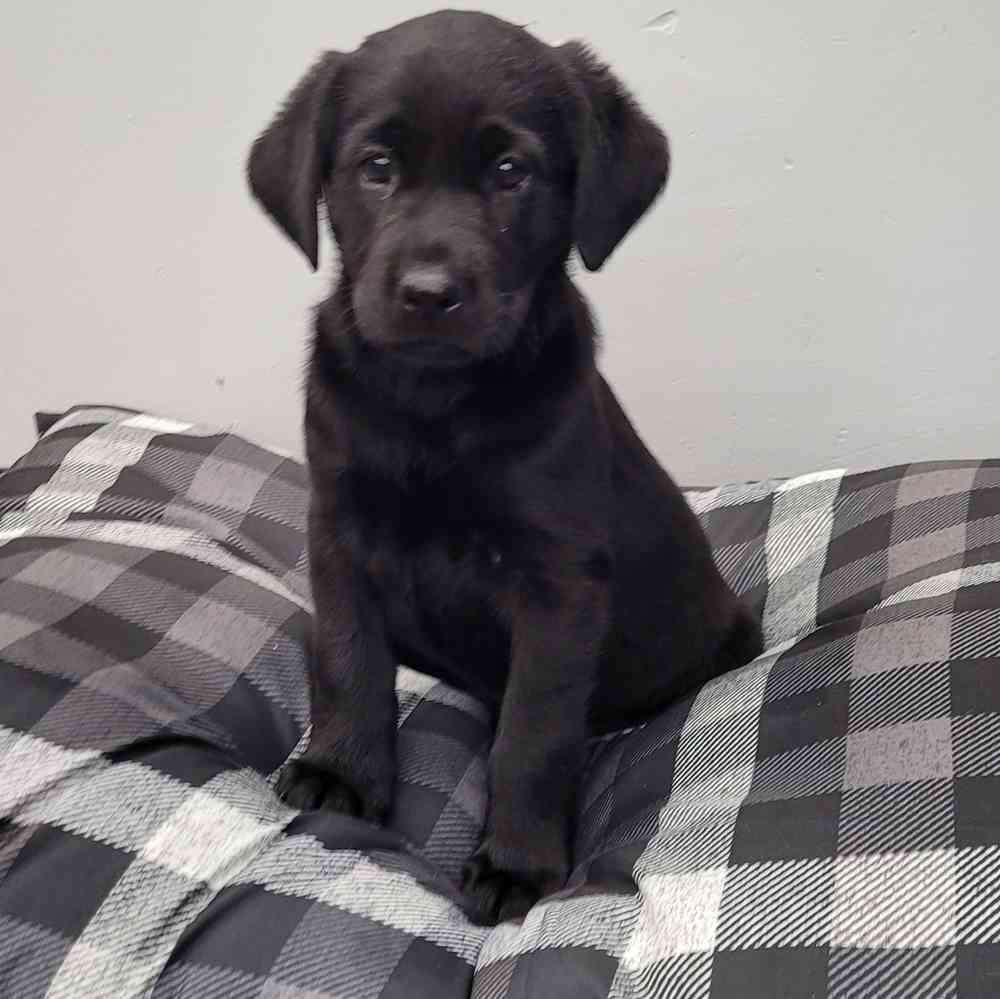 Female, Labrador Retriever, PV Pets