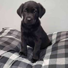 Labrador Retriever