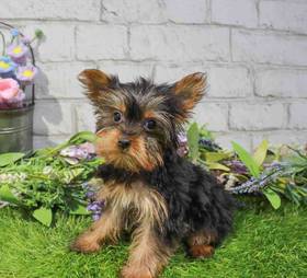 Yorkie