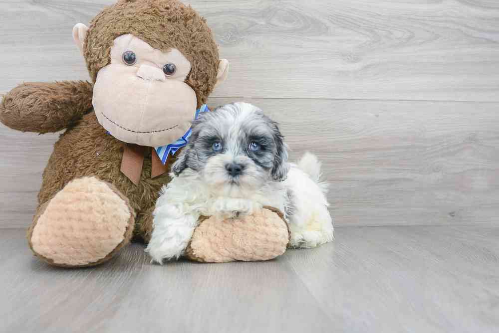 Male, Shipoo, PV Pets