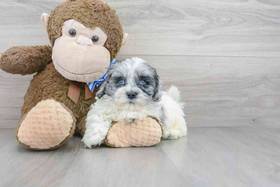 Shipoo